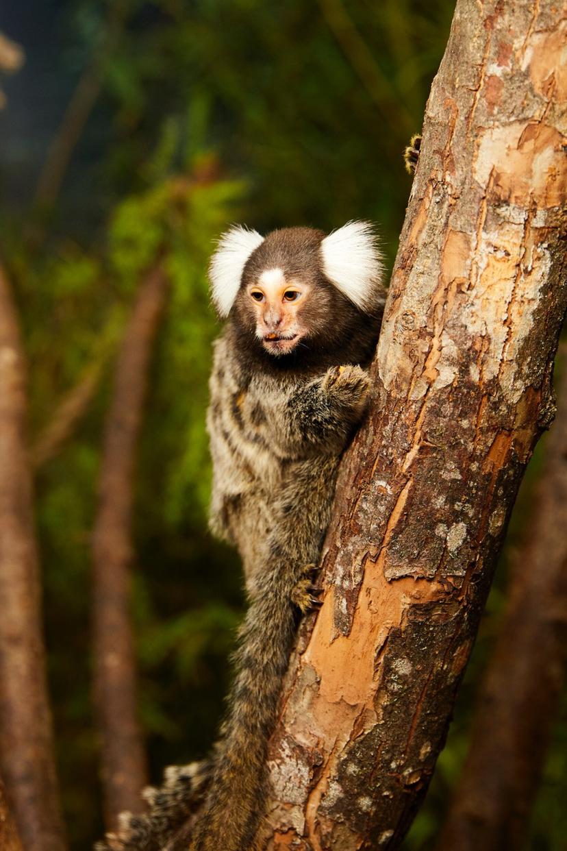 Apsilankymas zoologijos sode „Zoopark“ Vilniuje 5 asm.