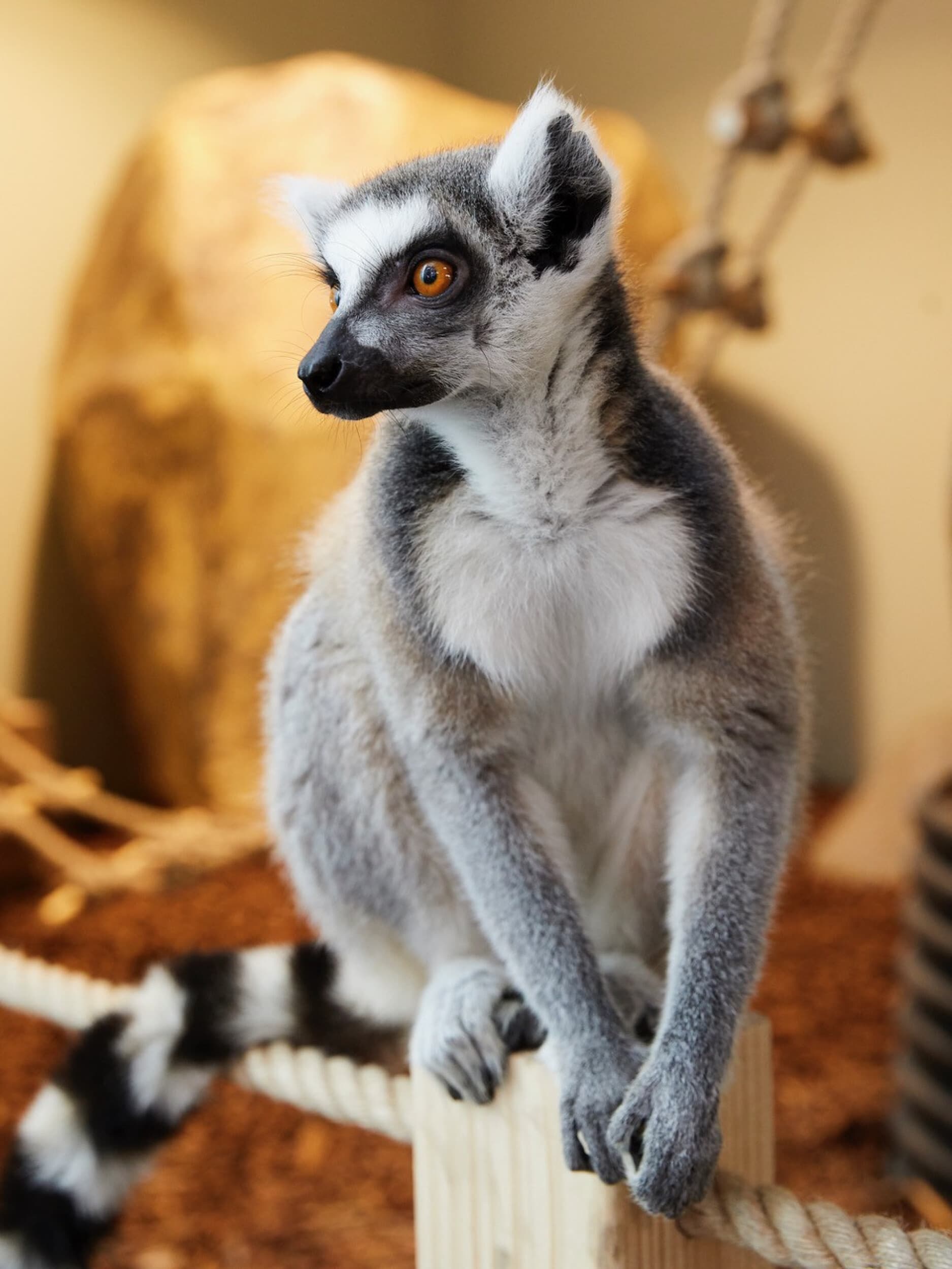 Apsilankymas zoologijos sode „Zoopark“ Vilniuje 3 asm. | Laisvalaikio Dovanos