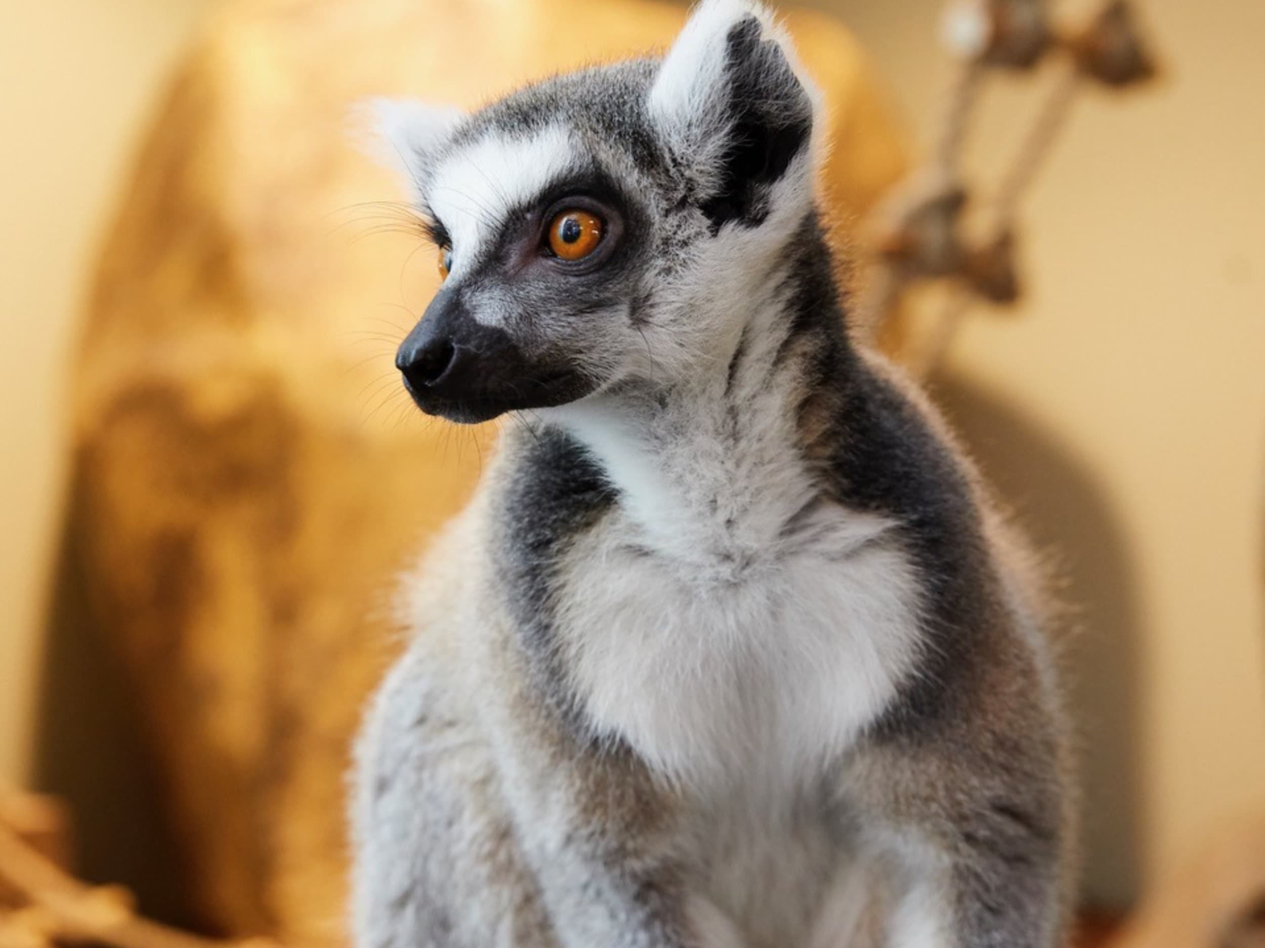 Apsilankymas zoologijos sode „Zoopark“ Vilniuje DVIEM darbo dienomis | Laisvalaikio Dovanos