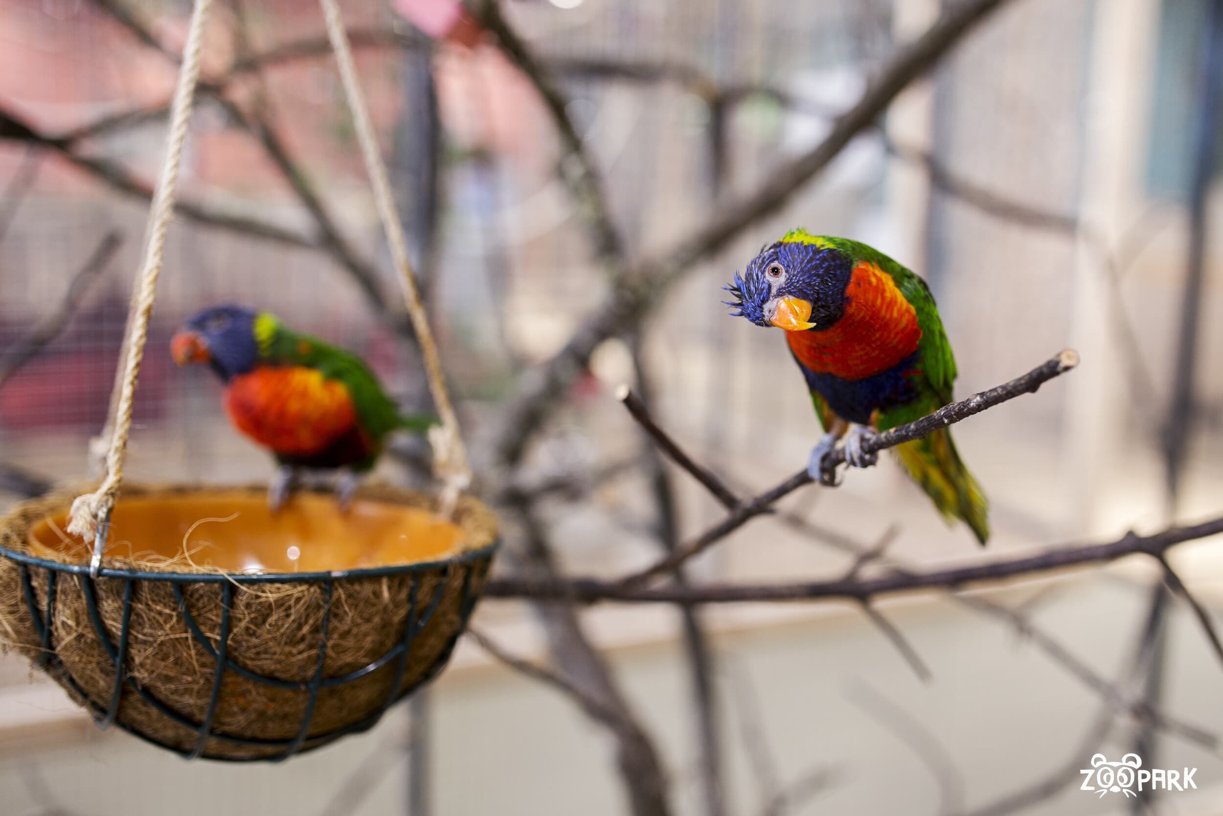 Apsilankymas zoologijos sode „Zoopark“ Vilniuje DVIEM darbo dienomis | Laisvalaikio Dovanos