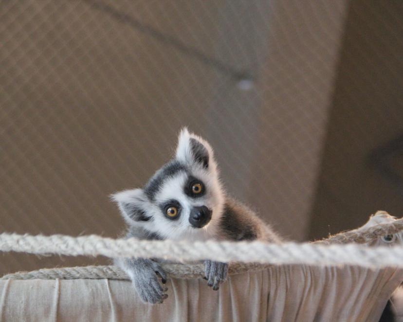 Vardinis neribotas metinis abonementas „Zoopark“ Vilniuje