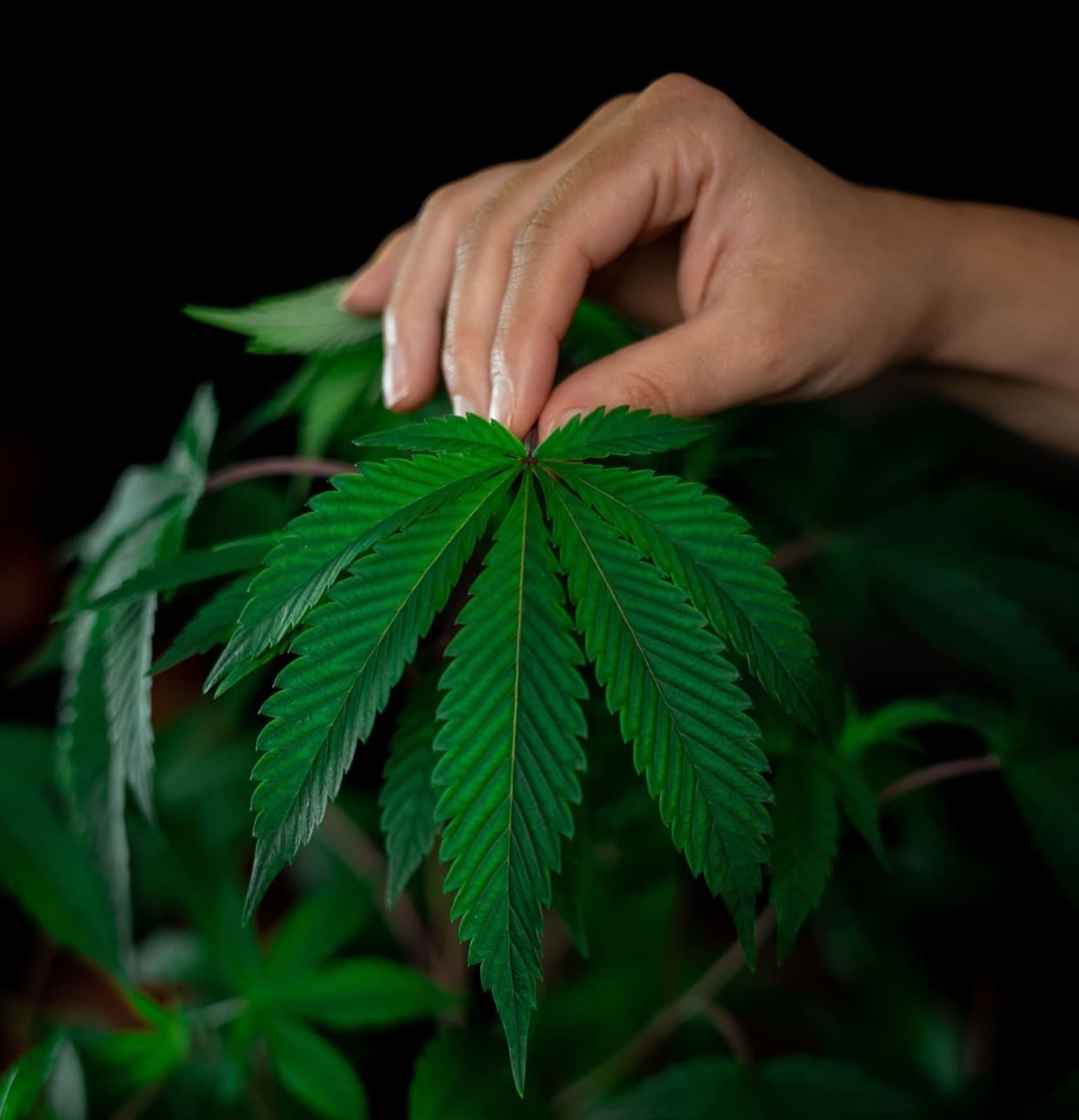 „Hemp Spectrum Baltics“ dovanų čekis | Laisvalaikio Dovanos
