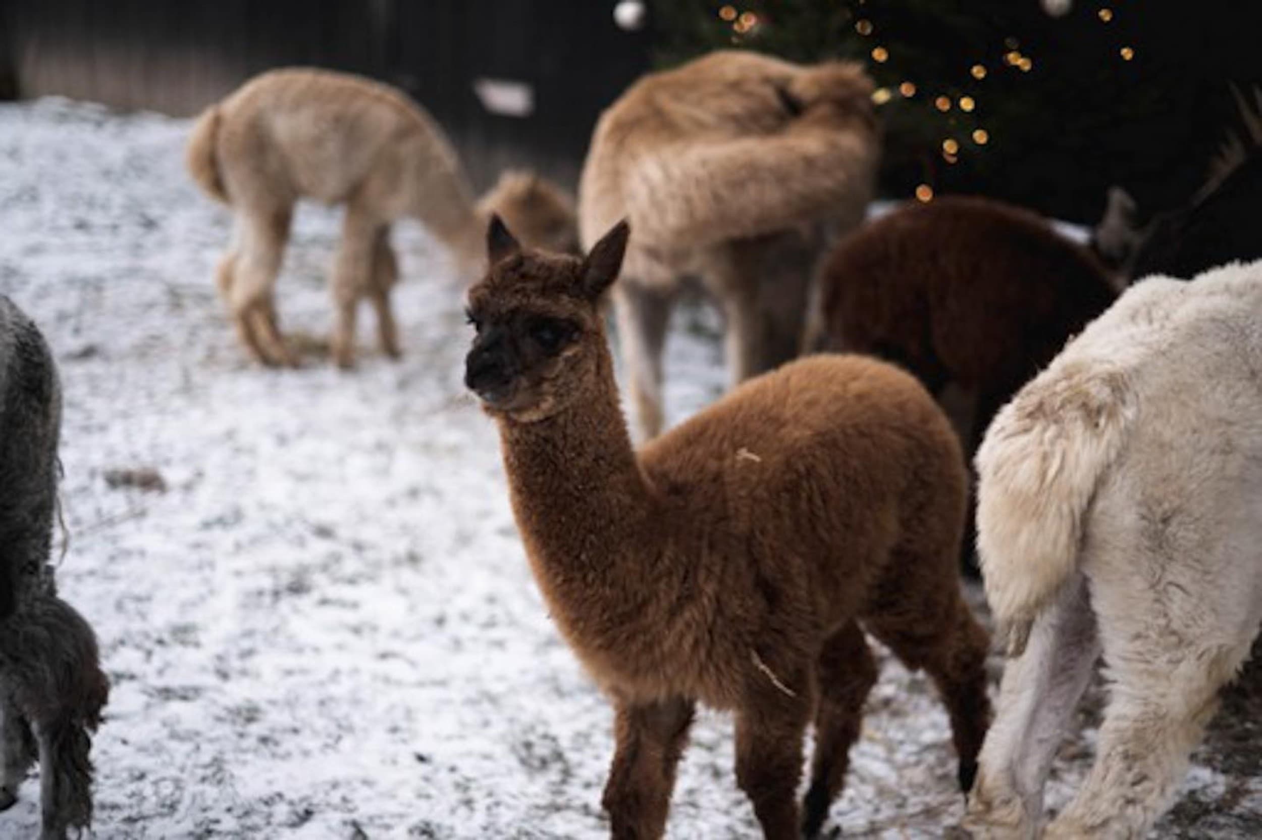Apsilankymas alpakų ūkyje „Kristiano alpakos“
