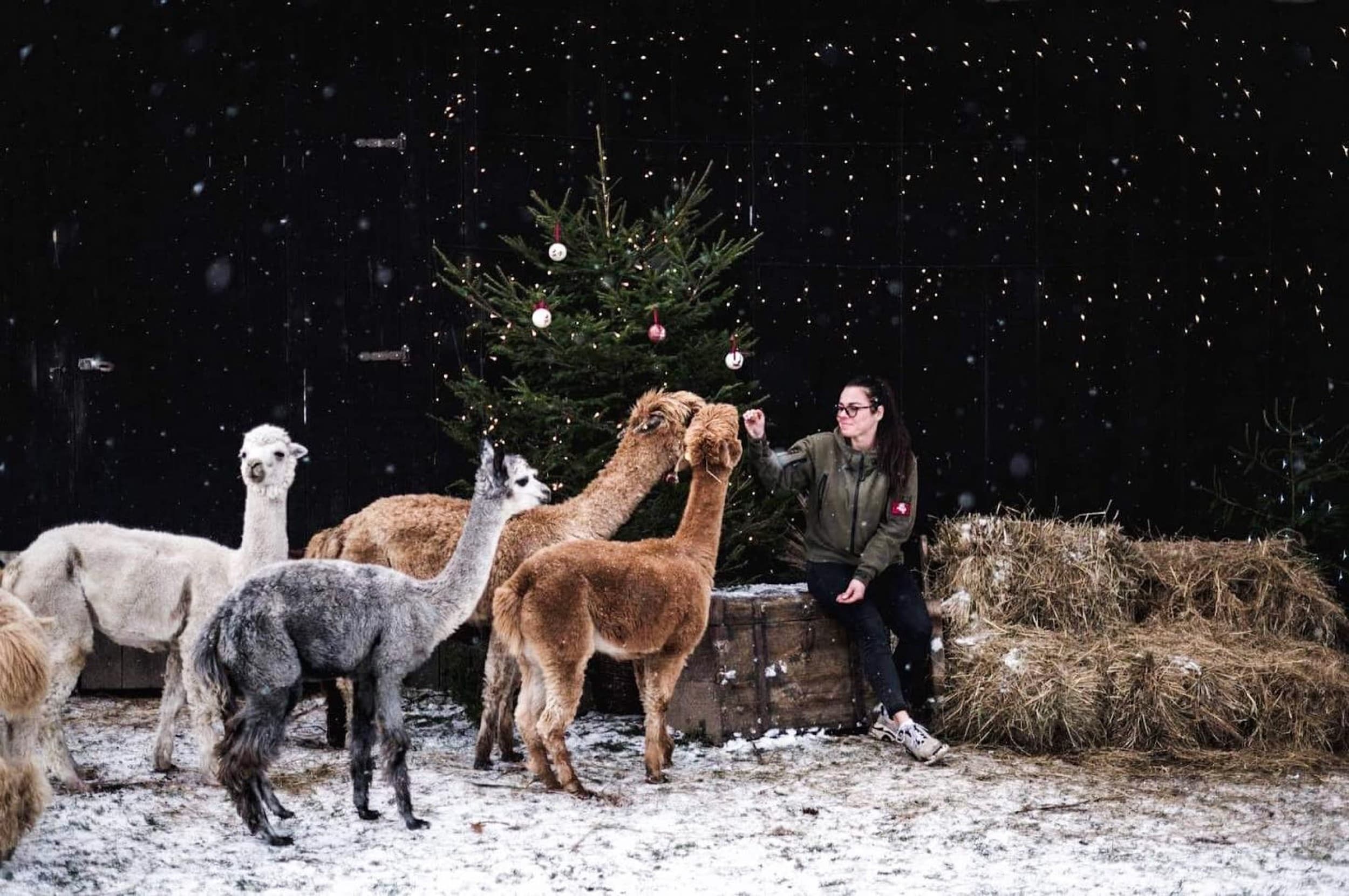 Apsilankymas alpakų ūkyje „Kristiano alpakos“ (2-7 metų vaikui)