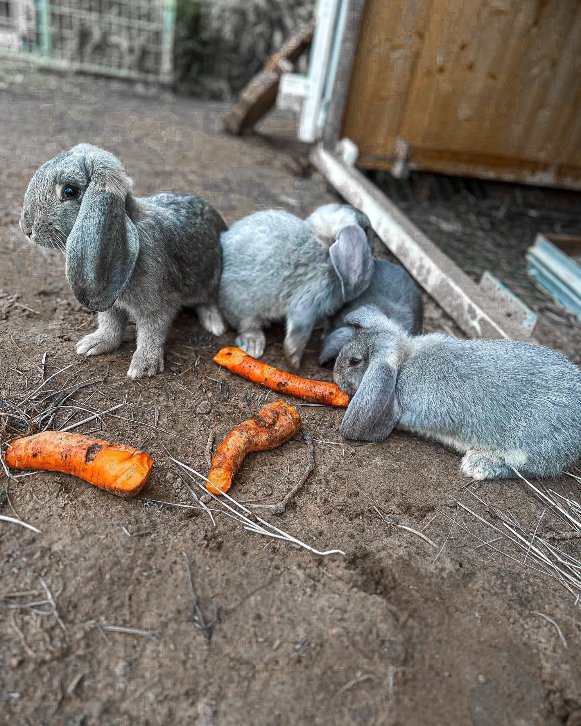 Apsilankymas alpakų ūkyje „Kristiano alpakos“ (2-7 metų vaikui)