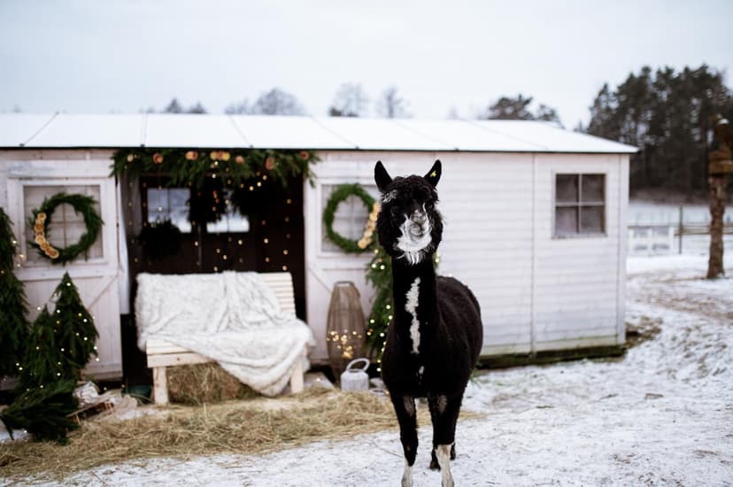 Apsilankymas alpakų ūkyje „Kristiano alpakos“ (2-7 metų vaikui)