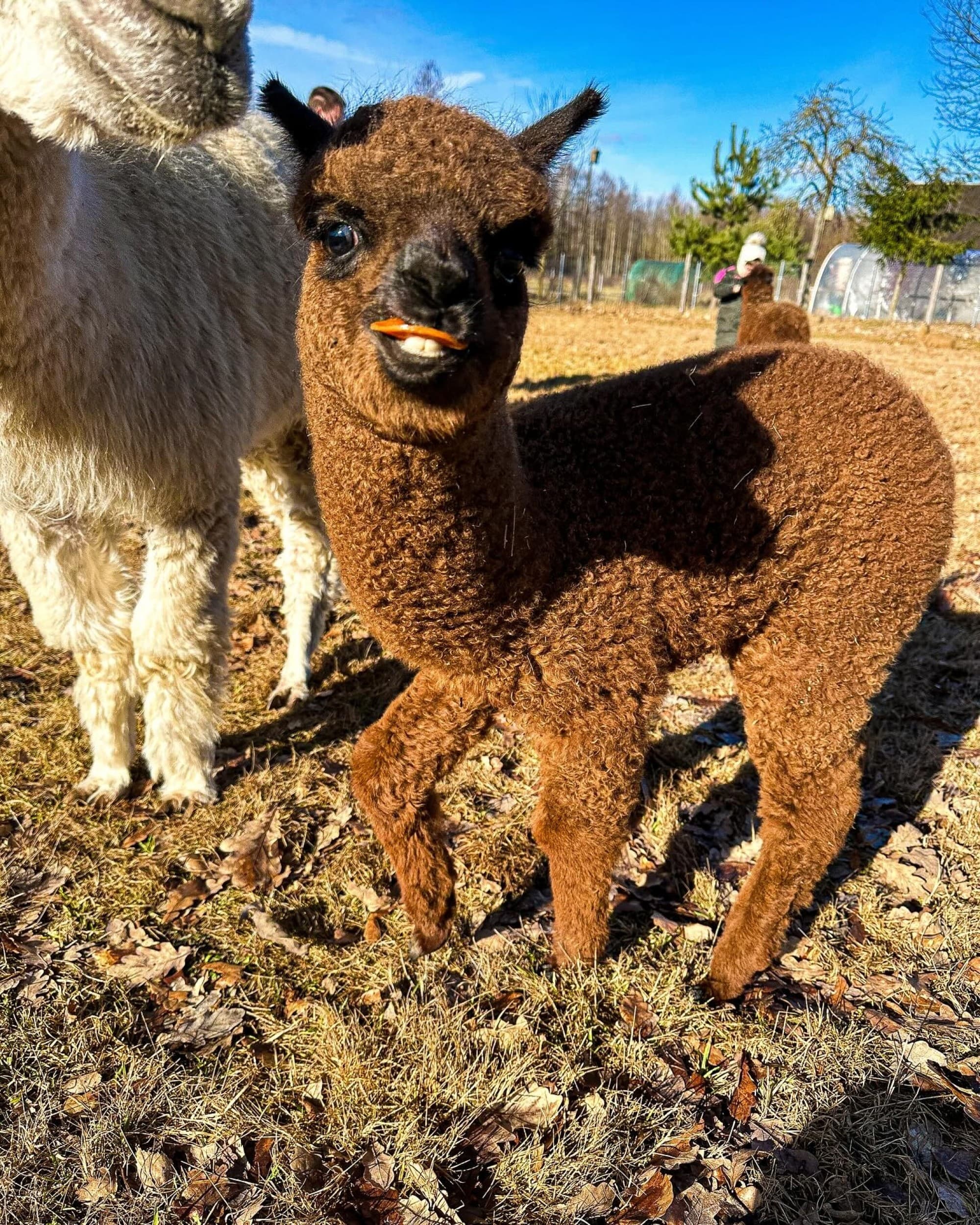 Apsilankymas alpakų ūkyje „Kristiano alpakos“ (2-7 metų vaikui)