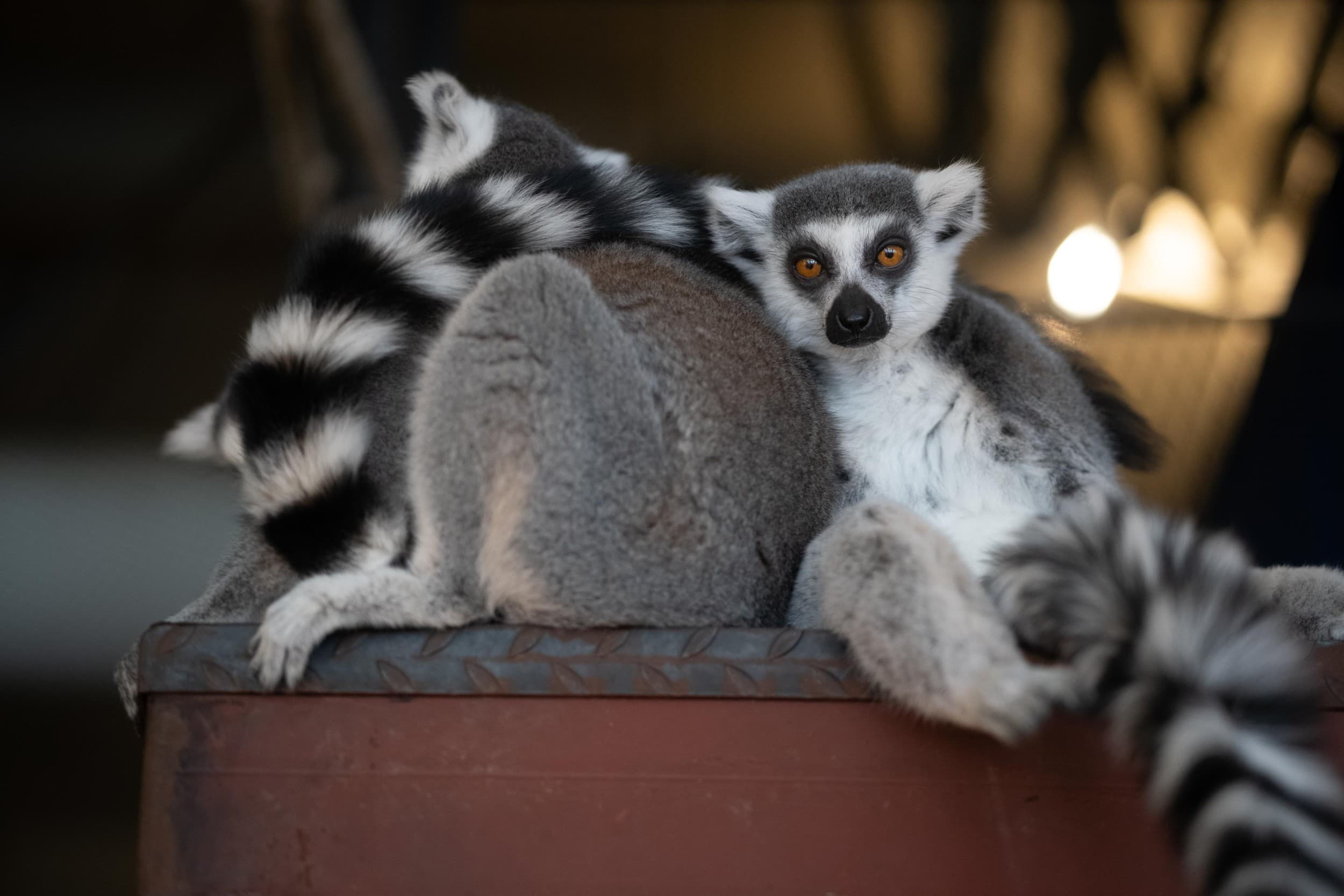 Apsilankymas „Zoopark“ Vilniuje 5 asm. su privačiu gidu | Laisvalaikio Dovanos