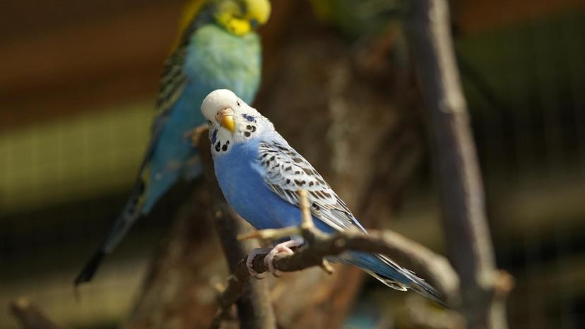 Apsilankymas „Zoopark“ Kaune 5 asm. su privačiu gidu