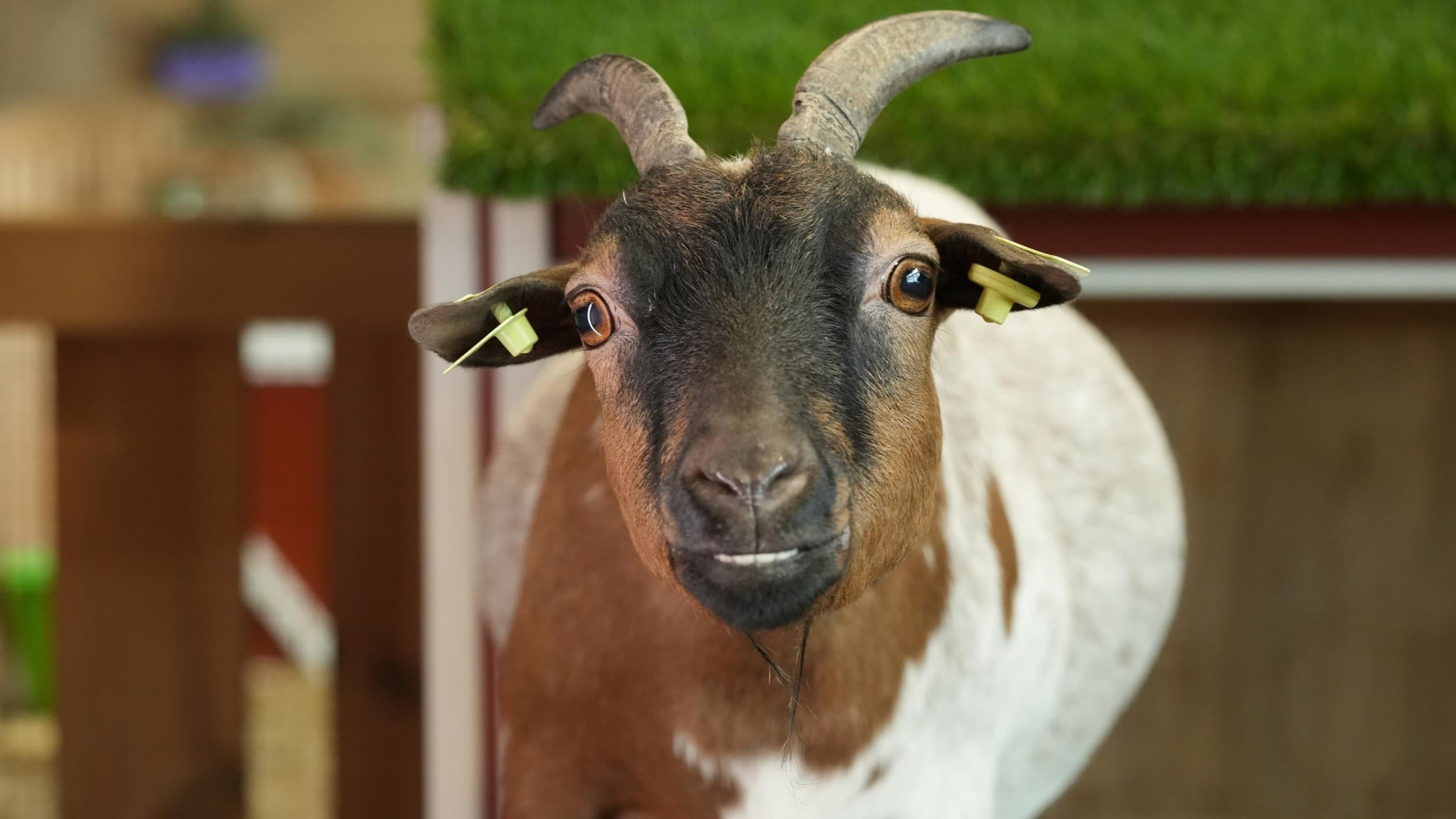 Apsilankymas „Zoopark“ Kaune 5 asm. su privačiu gidu