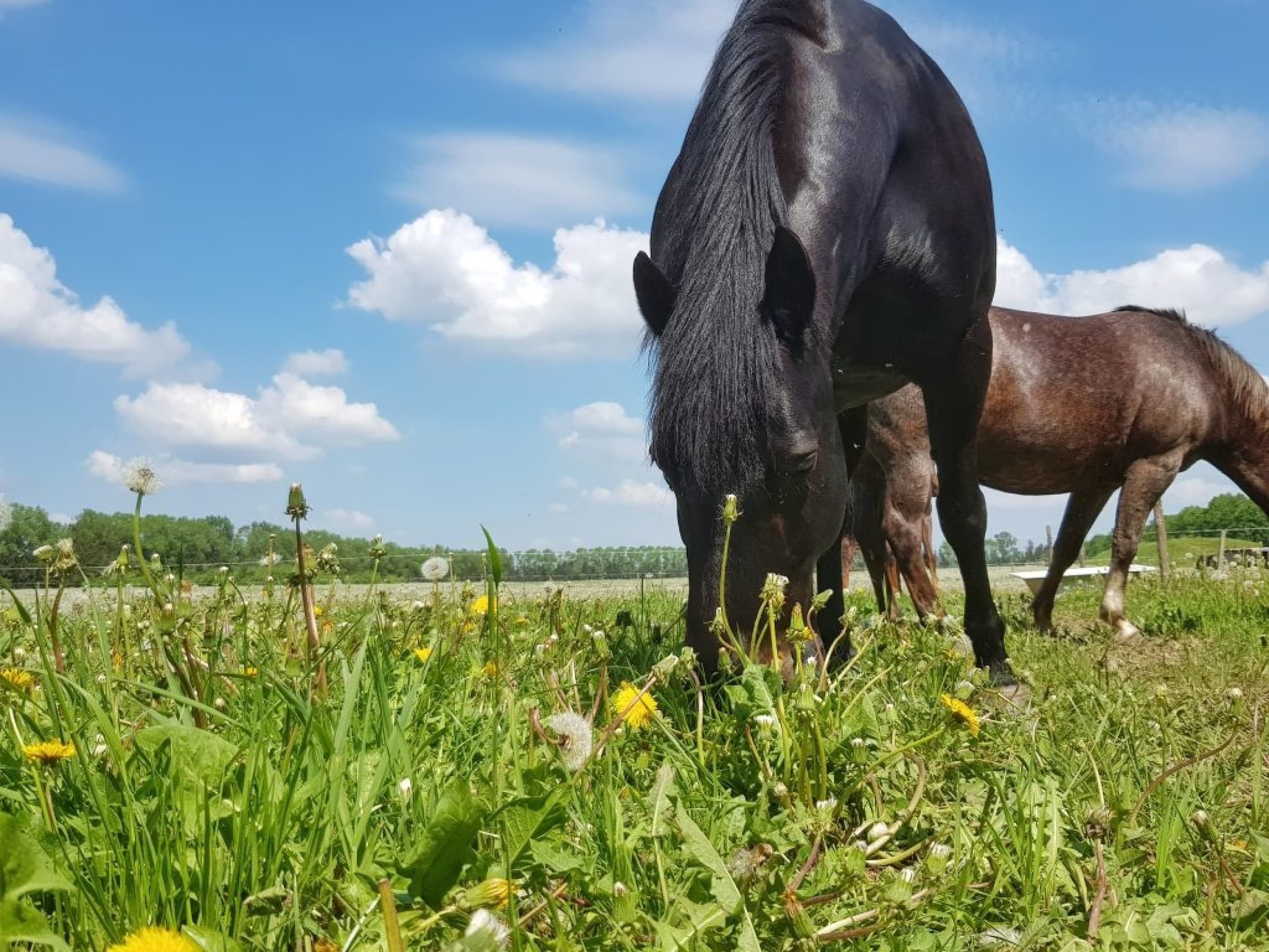 Jodinėjimas žirgais po apylinkes dviem | Laisvalaikio Dovanos