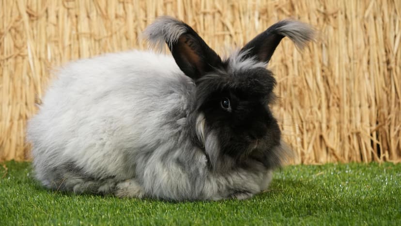 Jaunojo gyvūnų prižiūrėtojo diena Kauno „Zoopark“