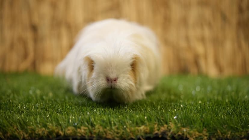 Jaunojo gyvūnų prižiūrėtojo diena Kauno „Zoopark“ 2 asm.