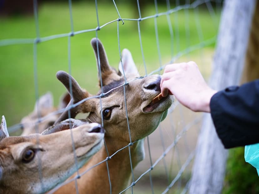 Naktis ir pramogos DVIEM Bistrampolio dvare