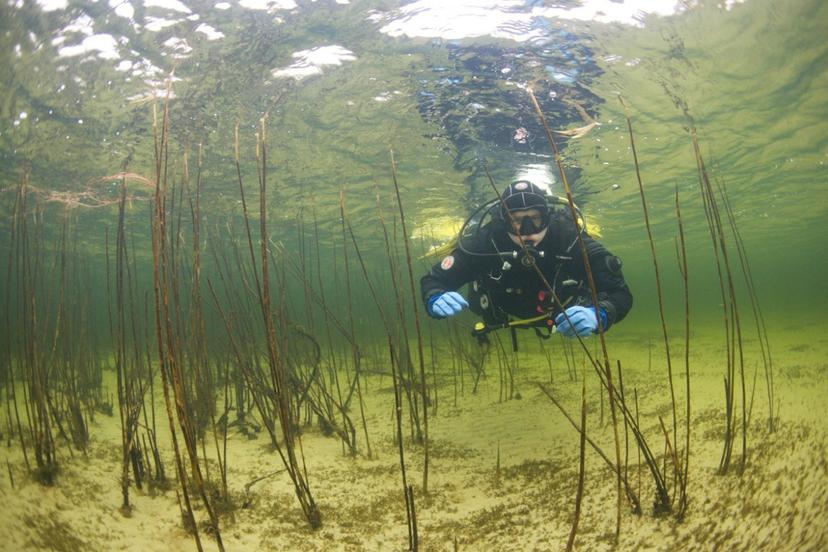 Atvirojo vandens nardymo kursai (PADI OWD)