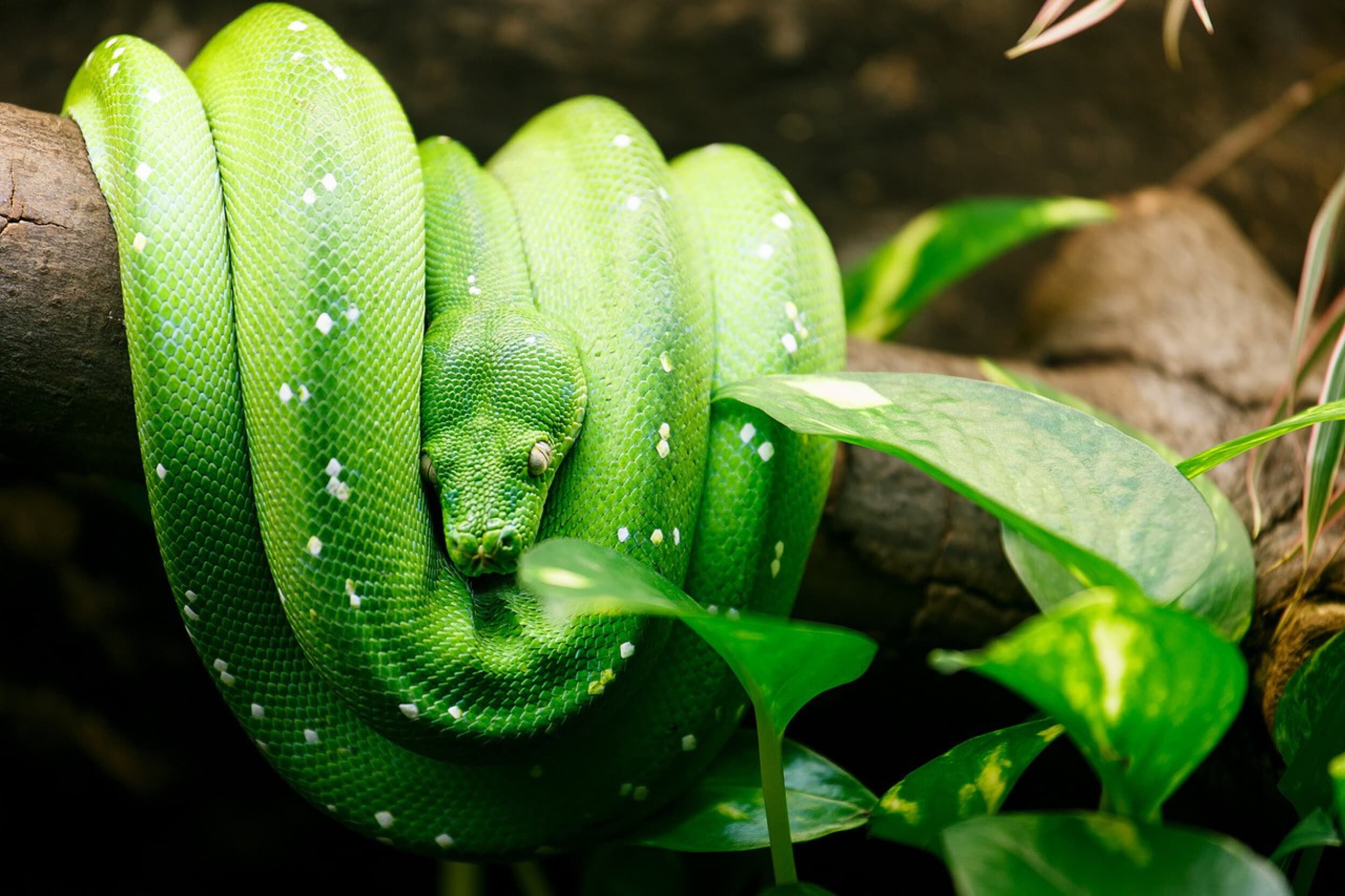 Apsilankymas zoologijos sode „Zoopark“ Vilniuje 3 asm. | Laisvalaikio Dovanos