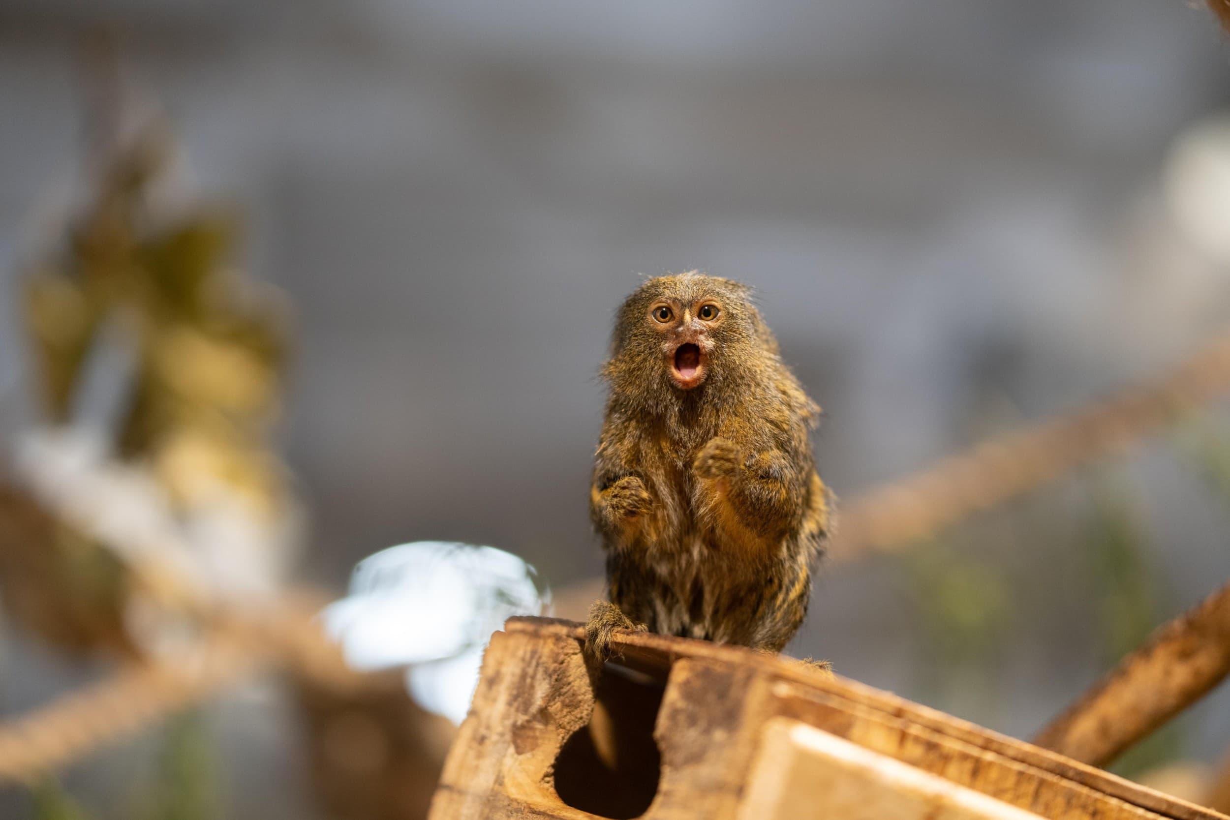 Apsilankymas „Zoopark“ Vilniuje 5 asm. su privačiu gidu | Laisvalaikio Dovanos