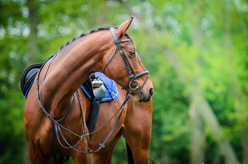 Jodinėjimo pamoka jojimo klube „Night rider“